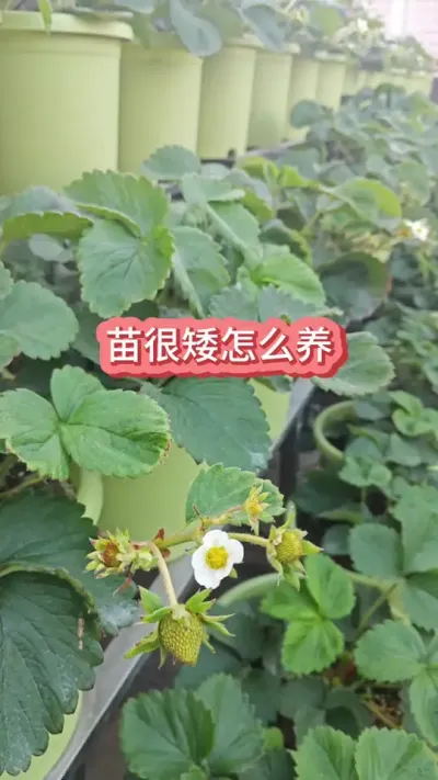 ��ݮ����ô��������ܰ���ô������ݮ�罩ס������ô������ݮ������Ҫ��#��ݮݪֲ #��ݮ���� #��ݮʩ�� #���Բ�ݮ #�ֲ�ݮ