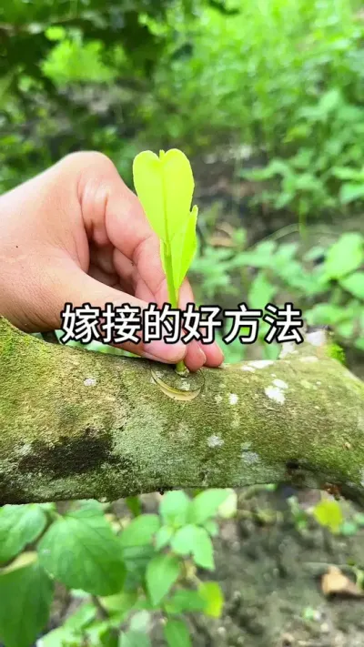 ֲ��޽ӵĺ�Ҫ��#������ֲ #ݪֲС���� #����