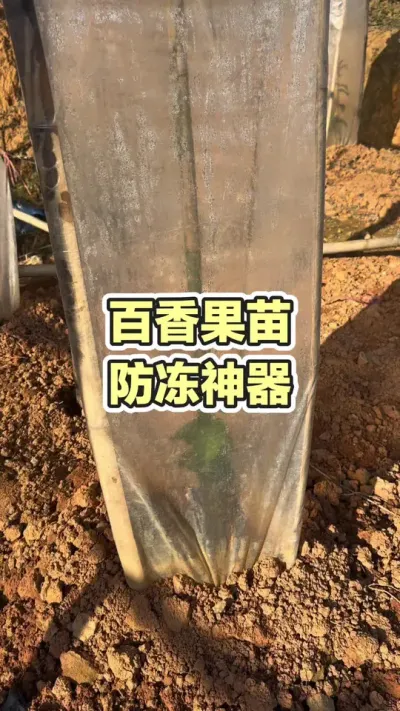 ��������������#�����ݪֲ #�����ݪֲ���� #�ƽ�����ݪֲ���� #�ƽ����� #��ΰ��