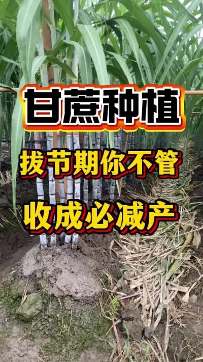 �����᳤��4��������Ҳ�Ǹ���νڵ�Ҫ��ʱ������һ����õĺø���ڳ��ڴֲ�����#����ݪֲ#����ν�#����ʩ��Ҫ��