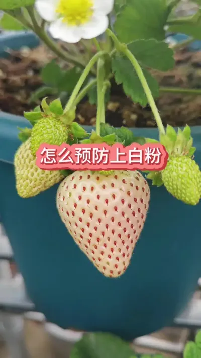 ��ôԤ����ݮ�׷۲���ʲô����ݮ�Ų������� #��ݮ�� #�ֲ�ݮ #��ݮ����Ҫ�� #��ݮݪֲ #��ݮʩ��