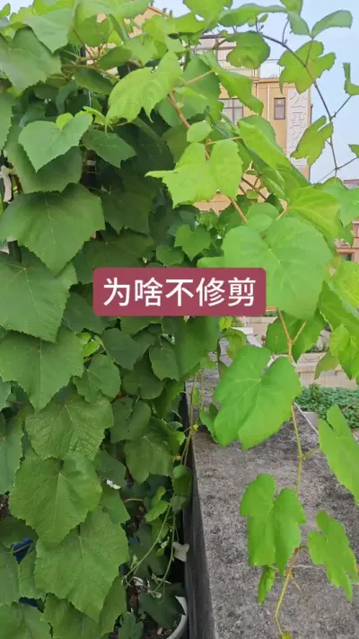 ���ѵ�������������������ô�޼������ѵ�����Ҫ����������ô������#����ݪֲ #�������� #����ݪֲ���� #������ #������