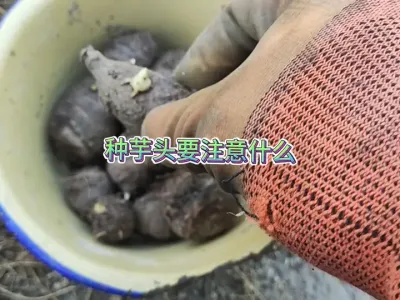 要想种的芋头出芽快，在播种的时候注意这些细节成功率非常高 #三农 #新农人计划2025 #蔬菜种植 #种植小技巧 #种芋头 