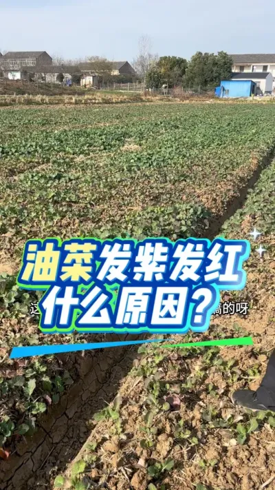 �Ͳ˷��Ϸ�����ʲôԵ��ԭ������ô���#����ũҵ֪ʶ��ũ���������� #�����������Ļ��� #�Ͳ�