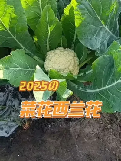 �˻������������ڹ���