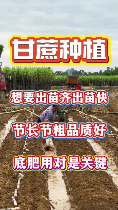 ���ø�������������öԵ׷ʺ�Ҫ�����׷��ǽ���#����ݪֲ #����ʩ��#����