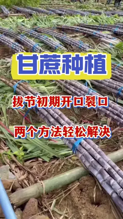 ����νڳ����������ѿ���һ��ȫ�㶨#����ݪֲ #������� #������������