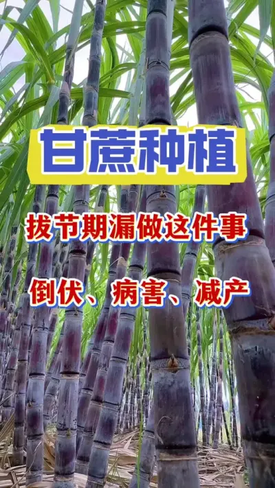 ����������һ�����ջ��������ǰν�����һ������λ���������ѿ�����ͻ᷺�������ص������������#����ݪֲ#��������#������������