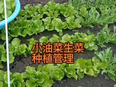 �ﶬ��С�Ͳ˵�Ҷ���߲˵�ݪֲ����