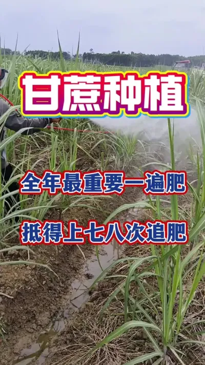 �������ʩ�ʴ�ҩ�߰˴��������ú��ö���һ���������������30%#����ݪֲ#����ʩ��#�������