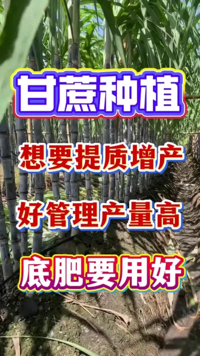 ������Ҫ�����������ù������������׷�Ҫ�ú�#����ݪֲ#�������#����ʩ��