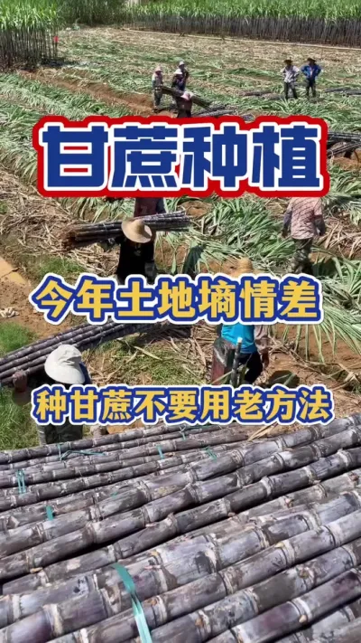 ����������������ָ���һ����Ҫ�����������Ҫ��#����ݪֲ#�������#����