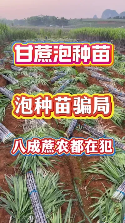 ����������Ȧ�����˳����綼�ڷ���#����ݪֲ#�������