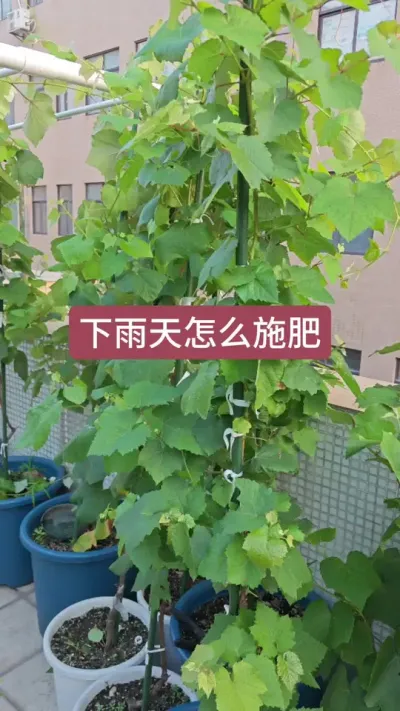 ������ôʩ�������ѵ�ʩ��Ҫ�������ѵ�ݪֲҪ�� #����ݪֲ���� #����ݪֲ #����ʩ�� #�������� #������