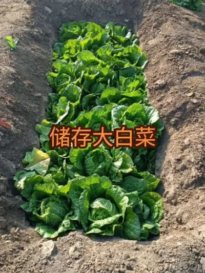 2025��������ȷ��֮��