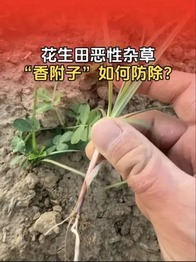 花生田恶性杂草&ldquo;香附子&rdquo;如何防除？#花生 #花生种植 #花生高产 #分享农业知识帮农民增产增收 #传播农业小知识