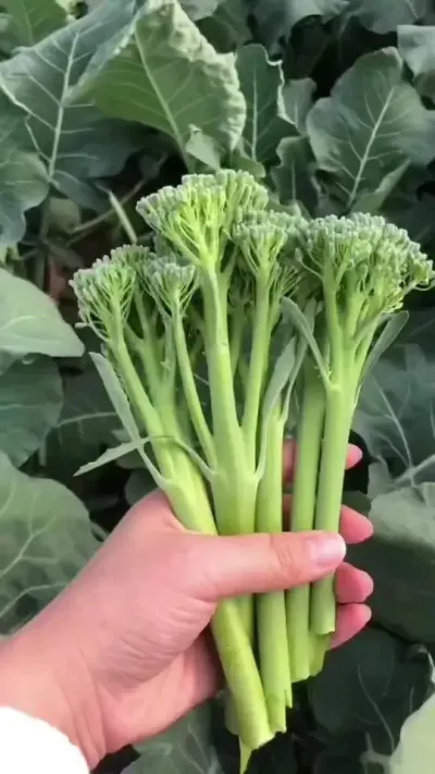 ����̦�� ����ݪֲ������̦��������������ˣ�ϲ������٭��Ҳץ��ݪֲ�����ɣ�#����̦ #����̦���� #����̦�� #����̦���� #����̦��ժ