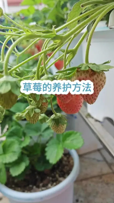 ��ô�Ż����ò�ݮ���Ż���Ч������ݮ������Ҫ��#��ݮݪֲ #���Բ�ݮ #�ֲ�ݮ #��ݮ�� #��ݮʩ��