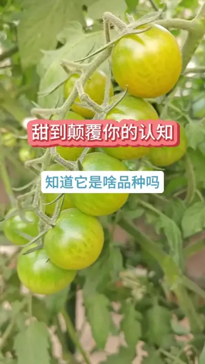 С����ʲôƷ������ʲôС������ó�����ͥ������ʲôƷ��С���� #С���� #����С���� #����ݪֲ #�������� #����Ʒ���Ƽ�