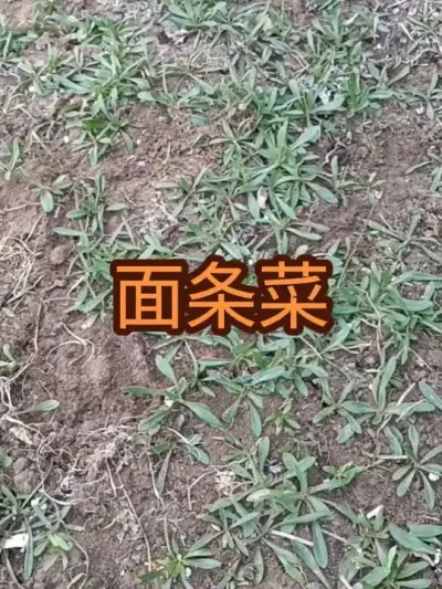 ������&mdash;&mdash;�����봺���Կ���