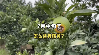 ��7����Ѯ������ô���и�������Ʋ��� #��Ʋ� #����ݪֲ #ũҵݪֲ #��ũ #������ 