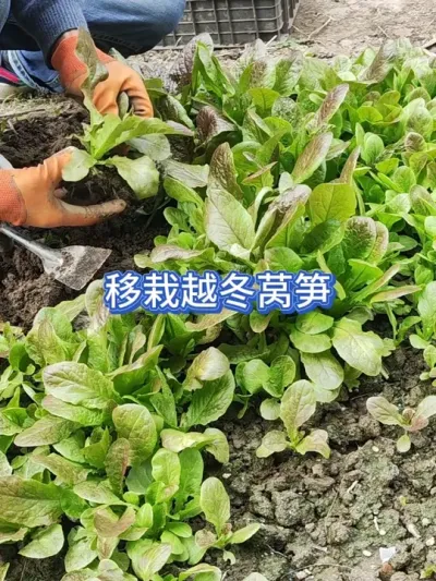 ��ô����Խ��ݫ�����ɻ��ʸ��� #��ũ #�ֲ� #ݪֲС���� #һ�ݸ���һ���ջ� #��ũ������ 