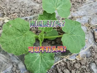 家庭种南瓜打头和不打头有什么区别，具体看你种的是什么品种 #三农 #种植小技巧 #蔬菜种植 #种植南瓜#新农人计划2025 