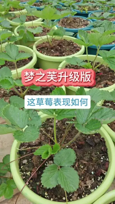 ��ݮ��ݪֲ������������ʲô��ݮ�����Բ�ݮ�������� #�ֲ�ݮ #��ݮ�� #��ݮݪֲ #���Բ�ݮ #��ݮ����