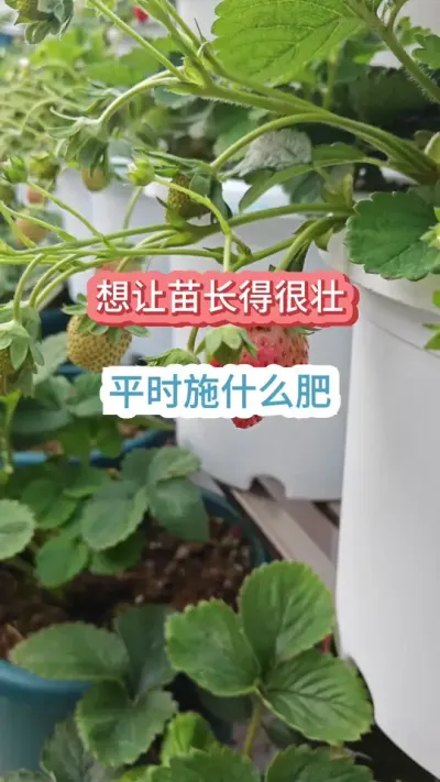 ʩʲô�ʲŻ����ò�ݮ����׳����ݮ��̫С��ôʩ������ô�����Ż����ò�ݮ������ #��ݮݪֲ #��ݮ����Ҫ�� #��ݮʩ�� #��ݮ���� #���Բ�ݮ