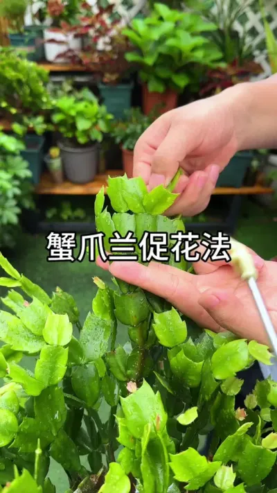 зצ���ٻ�Ҫ�� #������ֲ #����С֪ʶ