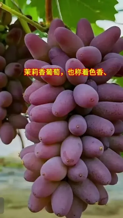适应性较强的葡萄葡萄&ldquo;茉莉香&rdquo;