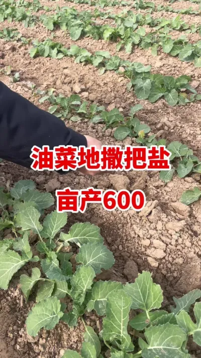 �Ͳ˵�������Ķ��600#�Ͳ�ݪֲ #�Ͳ�ݪֲ���� #�Ͳ˸߲�