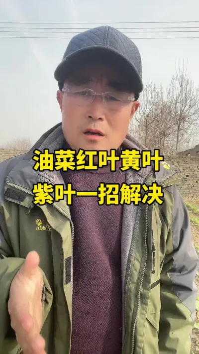 �Ͳ˺�Ҷ��Ҷ��Ҷһ�н��#�Ͳ�ݪֲ #�Ͳ�ݪֲ���� #�Ͳ˸߲� #�Ͳ�����