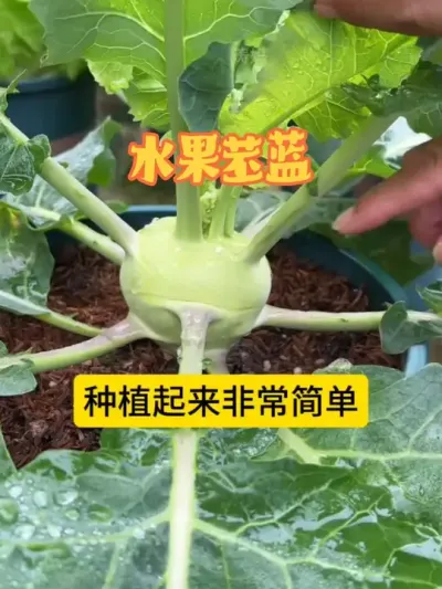 �������� ˮ�����������������������ϲ������٭ץ��ݪֲ��������#�������� #���� #ˮ������ #ˮ������Ʒ�� #��ũݪֲ