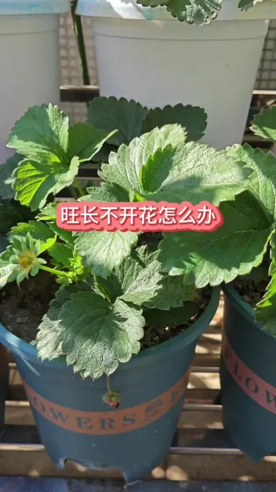 ��ݮ������Ҫ������ݮʲôʱ��Ҫ����Ҷ����ݮ�������������ֲ�ݮ��ô����Ҷ #��ݮݪֲ #���Բ�ݮ #��ݮ����Ҫ�� #�ֲ�ݮ #��ݮ��