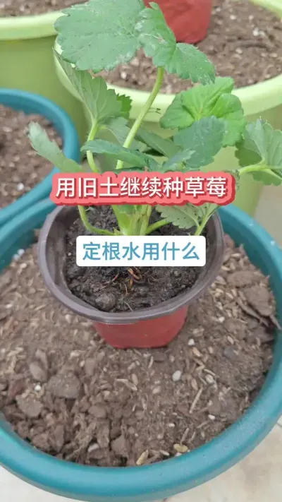 @����԰��ũ�� ��ݮ��ݪֲҪ����������ô�ֲ�ݮ����ݮ��ݪֲ����#�ֲ�ݮ #��ݮ�� #���Բ�ݮ #��ݮݪֲ #��ݮݪֲ����