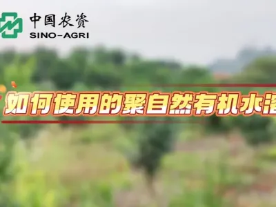 聚自然有机水溶肥赣南脐橙效果回访 #绿农业聚自然 #施肥聚自然绿色新希望 #赣南脐橙