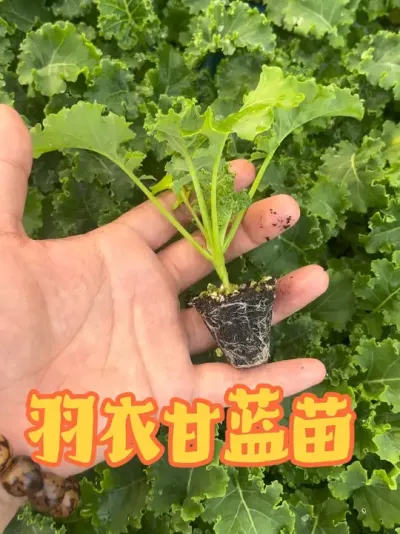 ���¸������� �����ͺ������¸�������ϲ������Ҳݪֲ���Ű���������̨������ݪֲ#���¸���#���¸������� #���¸�����#���¸������� #���¸�����