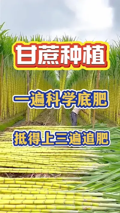 һ���ѧ�ĵ׷����ֵ�������׷��#����ݪֲ#����