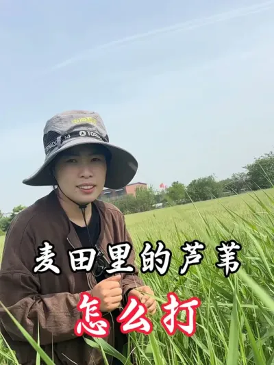 麦田里野芦苇用灭欢打，效果很好#分享农业知识帮农民增产增收 #老百姓关心的话题