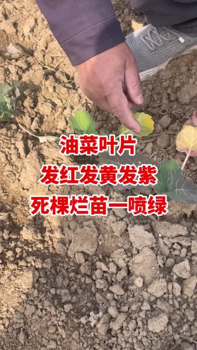 �Ͳ�ҶƬ���Ʒ��ϱ�������ø�һ����#�Ͳ�ݪֲ #�Ͳ�ݪֲ���� #�Ͳ˸߲� #�Ͳ�����