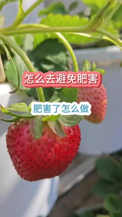 ��ݮ����ʺ�����ô������ݮ����ô��������ô��ֹ��ݮ����ʺ� #��ݮ�� #��ݮݪֲ #���Բ�ݮ #��ݮ����Ҫ�� #�ֲ�ݮ