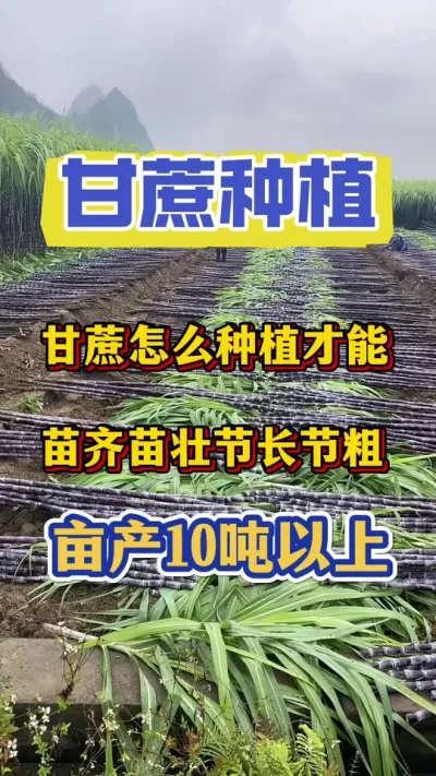 ����ݪֲҪ������������Զ���ָ���Ҫ������ѧ��һ����Ҫ���ڹ�ʧ��ݪֲ������һ��ĺ��ջ�#����ݪֲ#�������#����