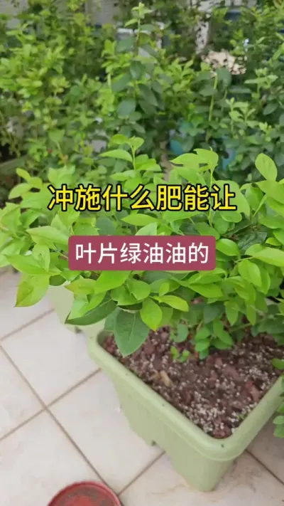 ����������ݮ��ʩʲô�ʣ���ʲô����ݮ�ܹ��������������辫�����Ѱ���ʲô����#���� #���Ѱ� #���Ѱ�ˮ�ܷ� #��ݮݪֲ #��ݮݪֲ����