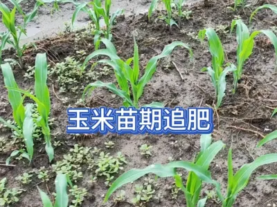 ��������׷ʩ׳�����ʲô�������һ��Ҫ׽ס�����Ѵ���ʱ�� #��ũ #��ũ������ #ݪֲС���� #����ݪֲ #����ʩ�� 