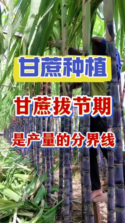 �������ν�����Ҳ���ǲ�����������ķֽ���#����ݪֲ #����ν� #������������