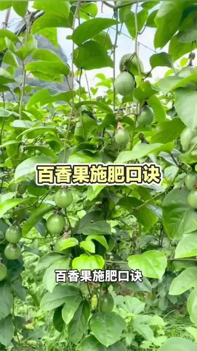 �����ʩ�ʿھ�#�����ݪֲ #�����ݪֲ���� #�ƽ�����ݪֲ���� #����� #��ΰ��