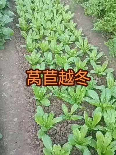 ݫ��Խ����Ҫ������Щ����������2024��