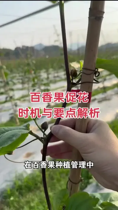 百香果促花时机与要点解析#百香果促花 #百香果种植 #百香果种植技术 #钦蜜9号百香果 #浩伟方