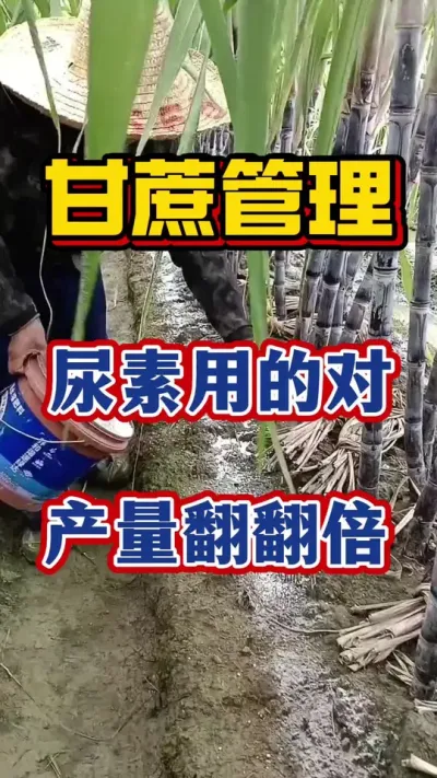 �����ö�������ʡǮʡ�²�����#����ݪֲ#�������#����